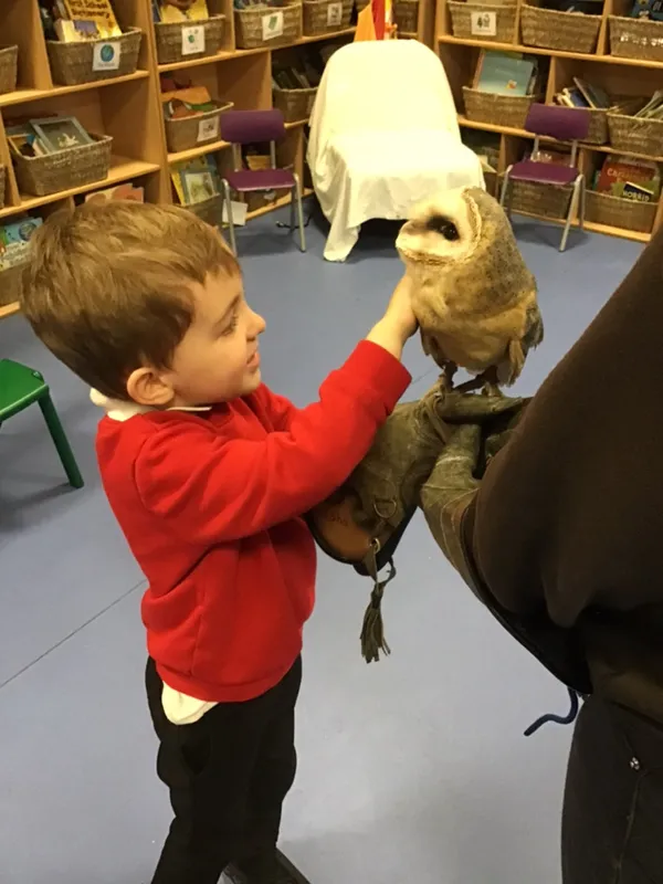 birds of prey year 1 25 - image 19 birds of prey year 1 25 - image 19