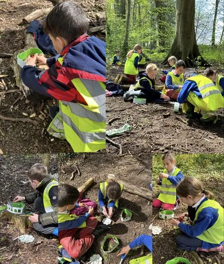 Summer 2023 - 3rd May - Saplings - Tree Identification (buds, leaves and seeds), Leaf Classification, King Charles III Facts and Crowns - image 4 Summer 2023 - 3rd May - Saplings - Tree Identification (buds, leaves and seeds), Leaf Classification, King Charles III Facts and Crowns - image 4