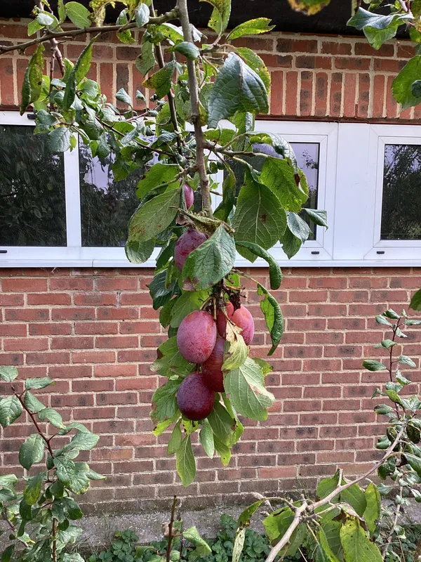 6.9.24 Looking for signs of autumn around our schools grounds - image 1 6.9.24 Looking for signs of autumn around our schools grounds - image 1