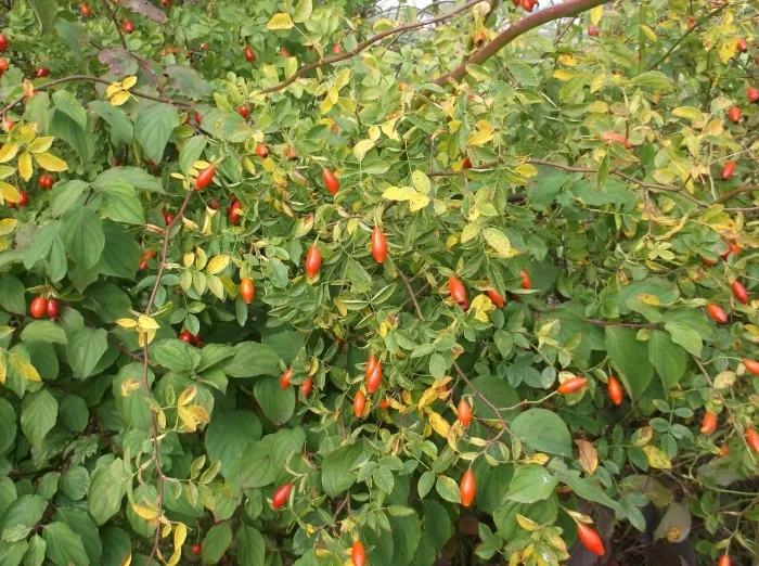 Gallery - created at 2018-07-15 07:51:51 - image 19 Gallery - created at 2018-07-15 07:51:51 - image 19