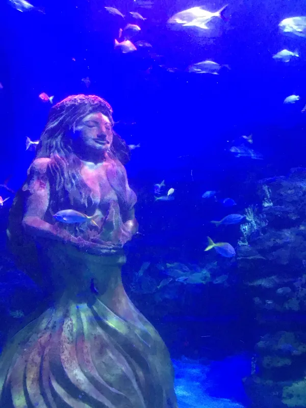 Year 5 Sealife Centre  - image 26