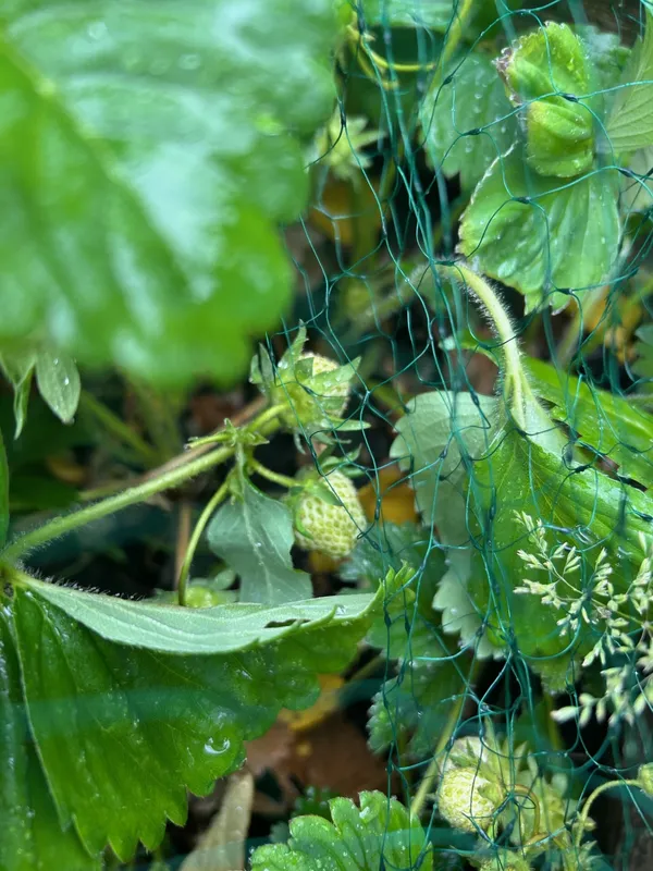 Gallery - created at 2025-06-06 11:32:24 - image 3