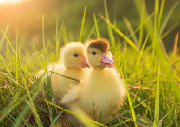 Ducklings