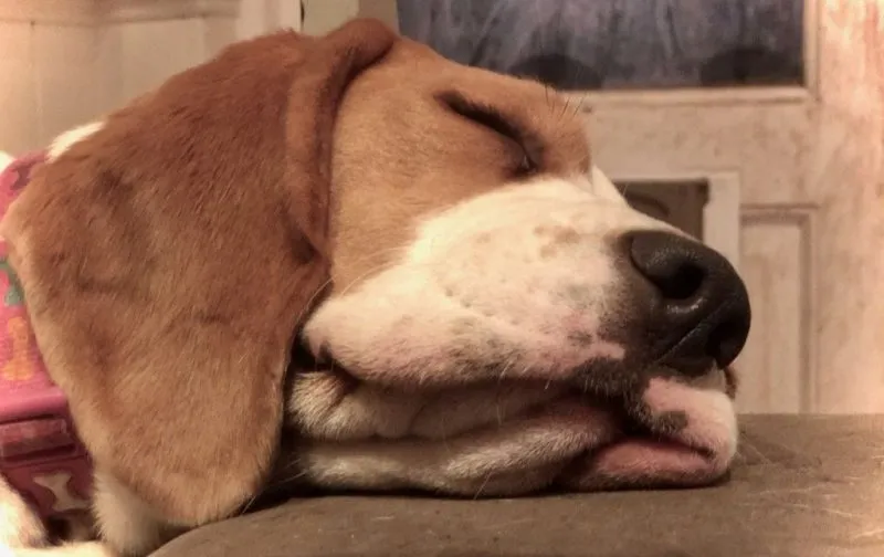 Our School - Bella 5 - image 3