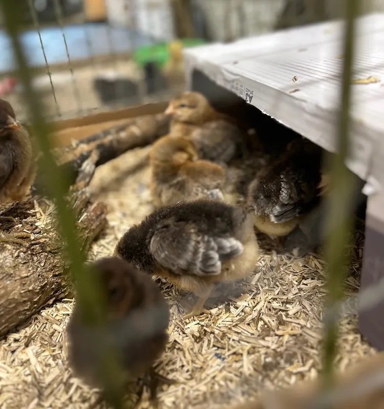 Gallery - created at 2025-05-23 15:26:33 - image 15