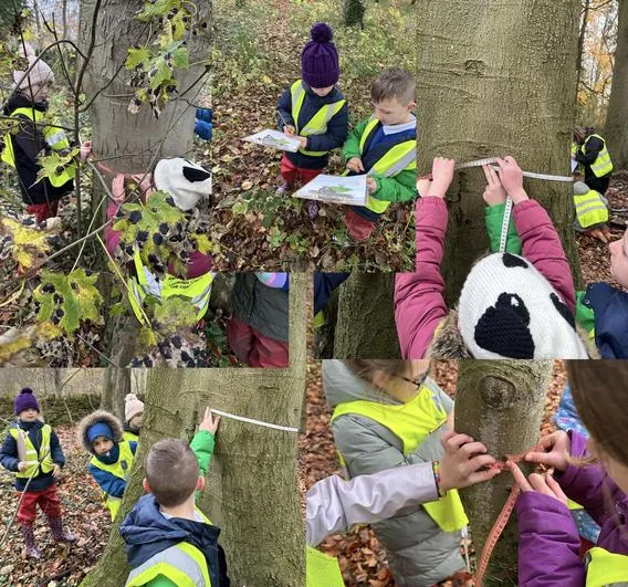 Autumn 2022 - November 30th - Saplings - Forest Maths (problem solving, lines of symmetry inc tool use, age of trees, circumference of trees, 2D shapes) - image 2 Autumn 2022 - November 30th - Saplings - Forest Maths (problem solving, lines of symmetry inc tool use, age of trees, circumference of trees, 2D shapes) - image 2