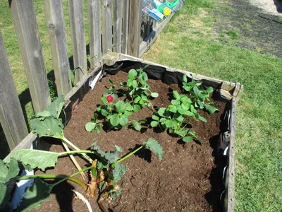 Planting - image 28