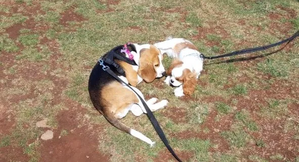 Our School - Bella 8 - image 3