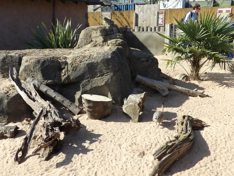 Y3 Yorkshire Wildlife Park Trip - image 29