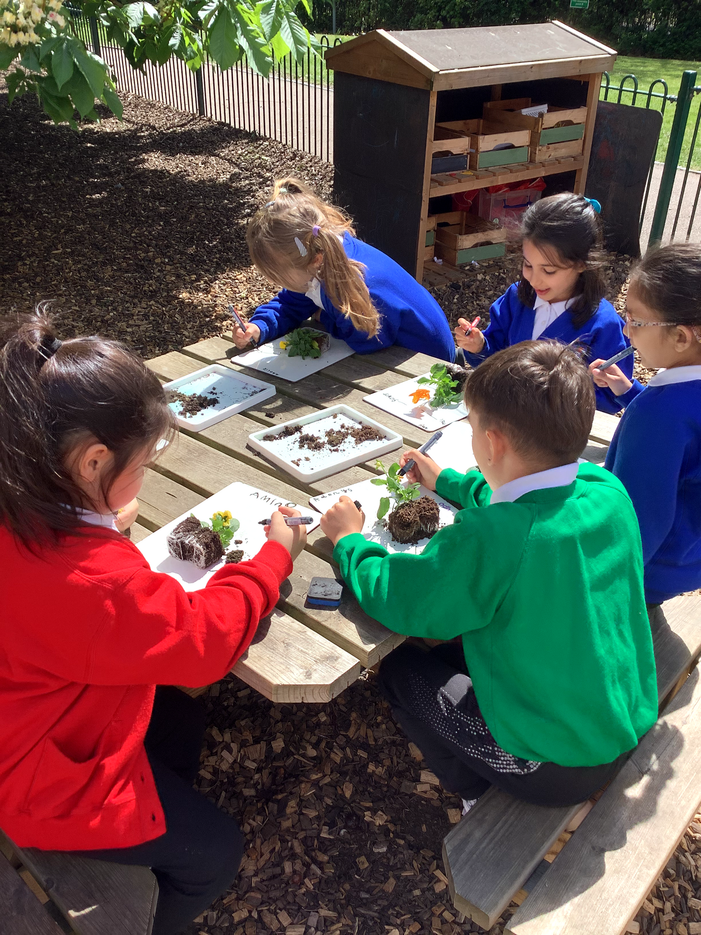 All About Plants - Robins