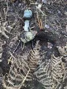 Forest School 137 - image 1 Forest School 137 - image 1