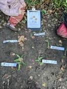 Forest School 44 - image 1 Forest School 44 - image 1