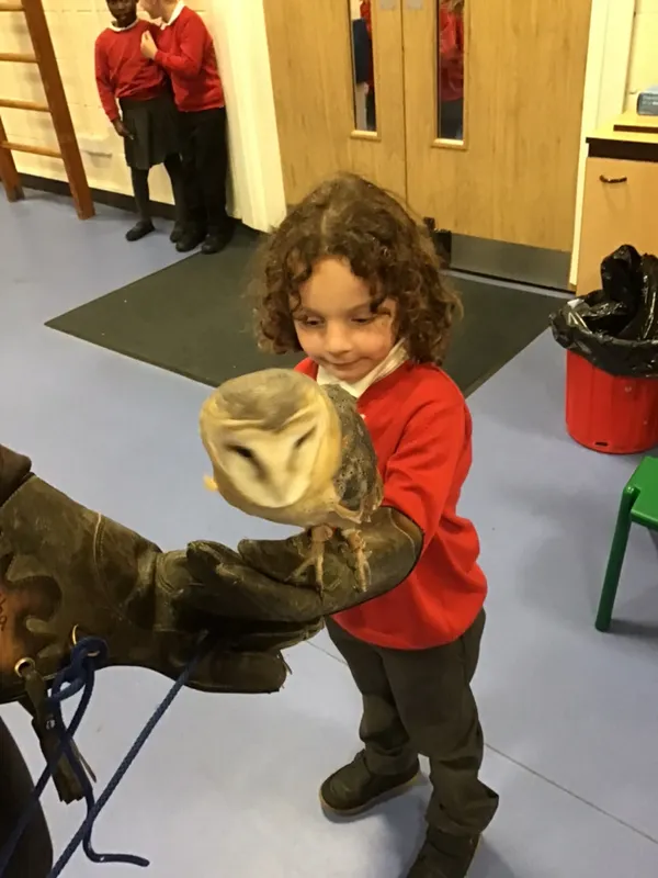 birds of prey year 1 25 - image 2 birds of prey year 1 25 - image 2