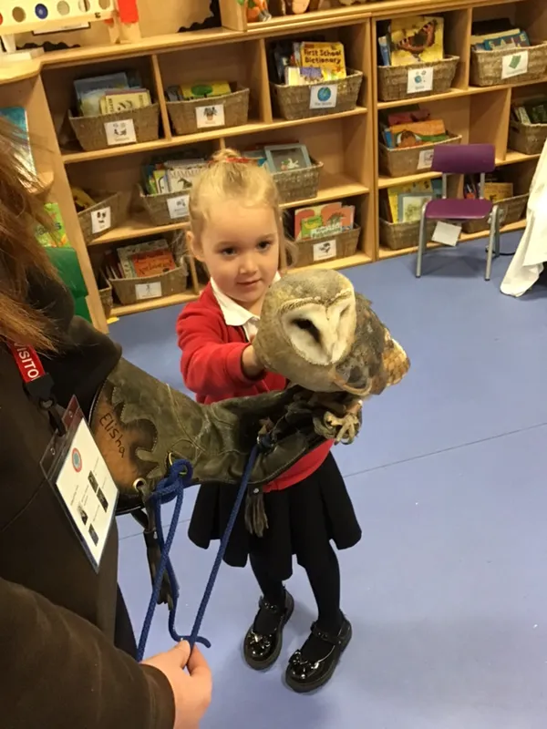 birds of prey year 1 25 - image 9 birds of prey year 1 25 - image 9