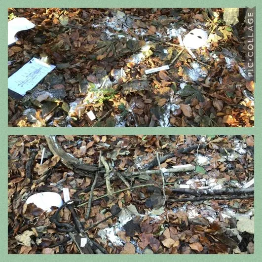 Forest School 24 - image 2 Forest School 24 - image 2