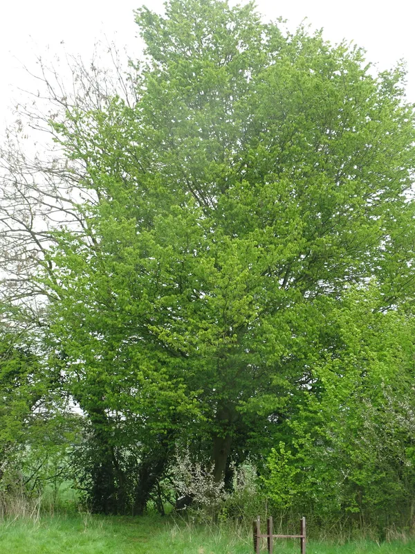 Gallery - created at 2019-05-10 15:17:23 - image 14 Gallery - created at 2019-05-10 15:17:23 - image 14