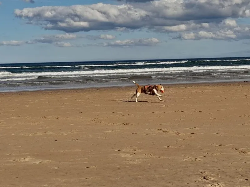 Our School - Bella 1 - image 3