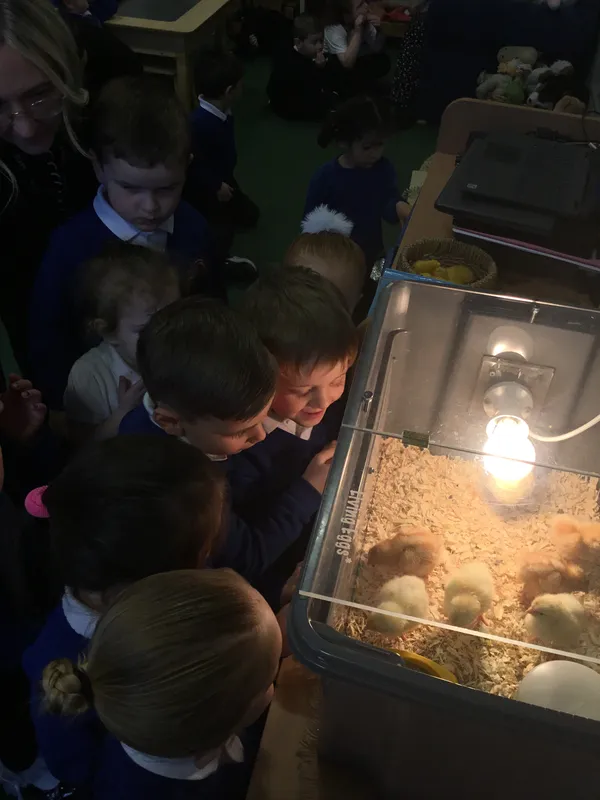 Nursery chicks - image 5