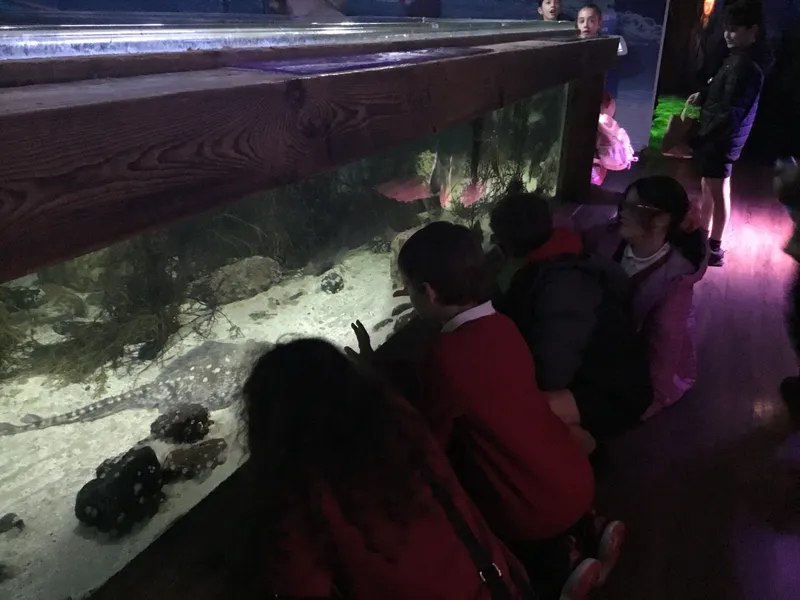 Year 5 Sealife Centre  - image 23