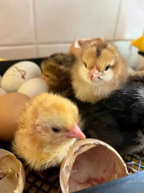 Gallery - created at 2023-05-05 11:29:48 - image 7