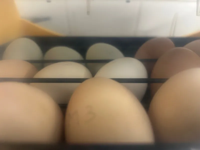 Gallery - created at 2025-04-25 10:41:53 - image 10