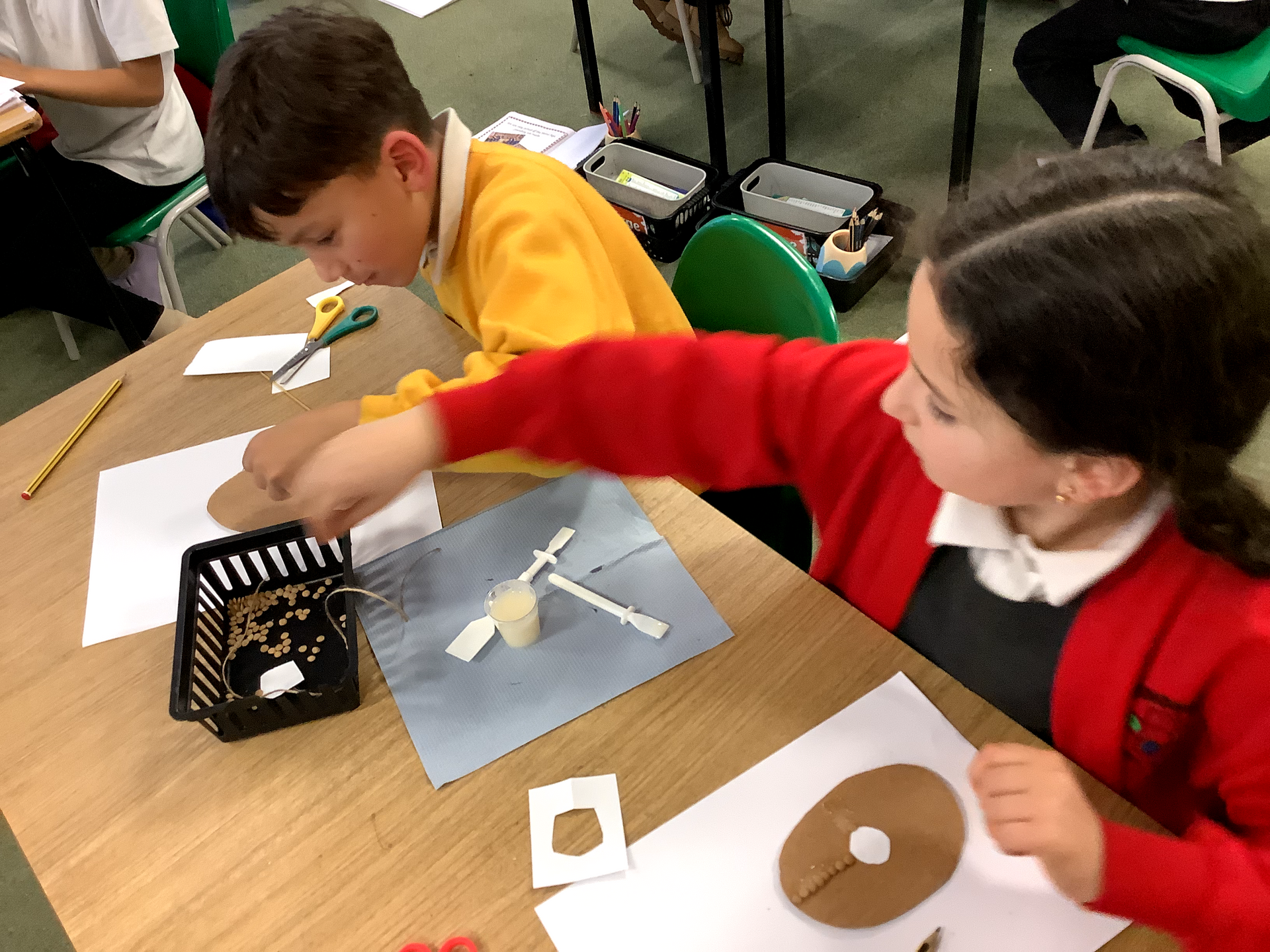 Shield making in Woodpeckers