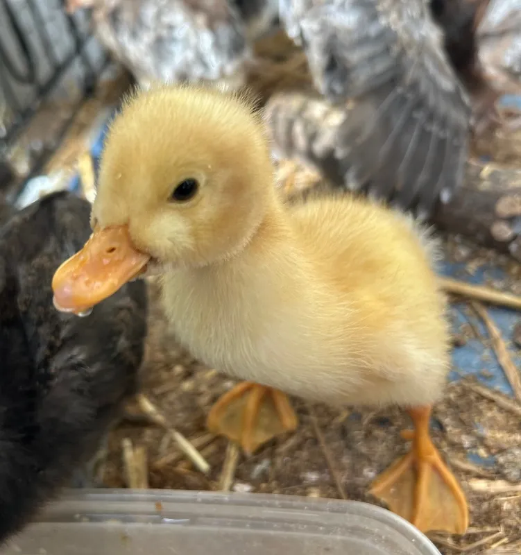 Gallery - created at 2025-05-30 16:00:27 - image 6