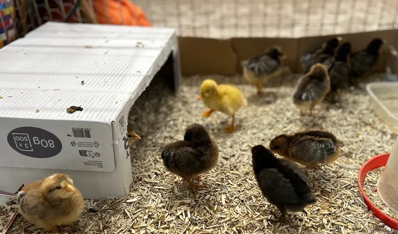 Gallery - created at 2025-05-23 15:26:33 - image 6