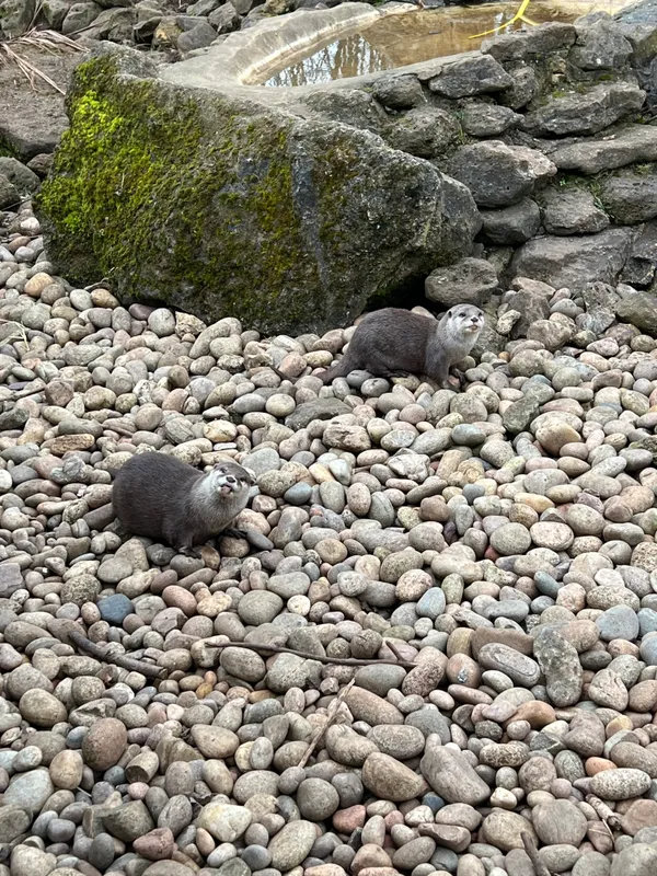 Gallery - created at 2023-02-28 20:50:59 - image 6 Gallery - created at 2023-02-28 20:50:59 - image 6