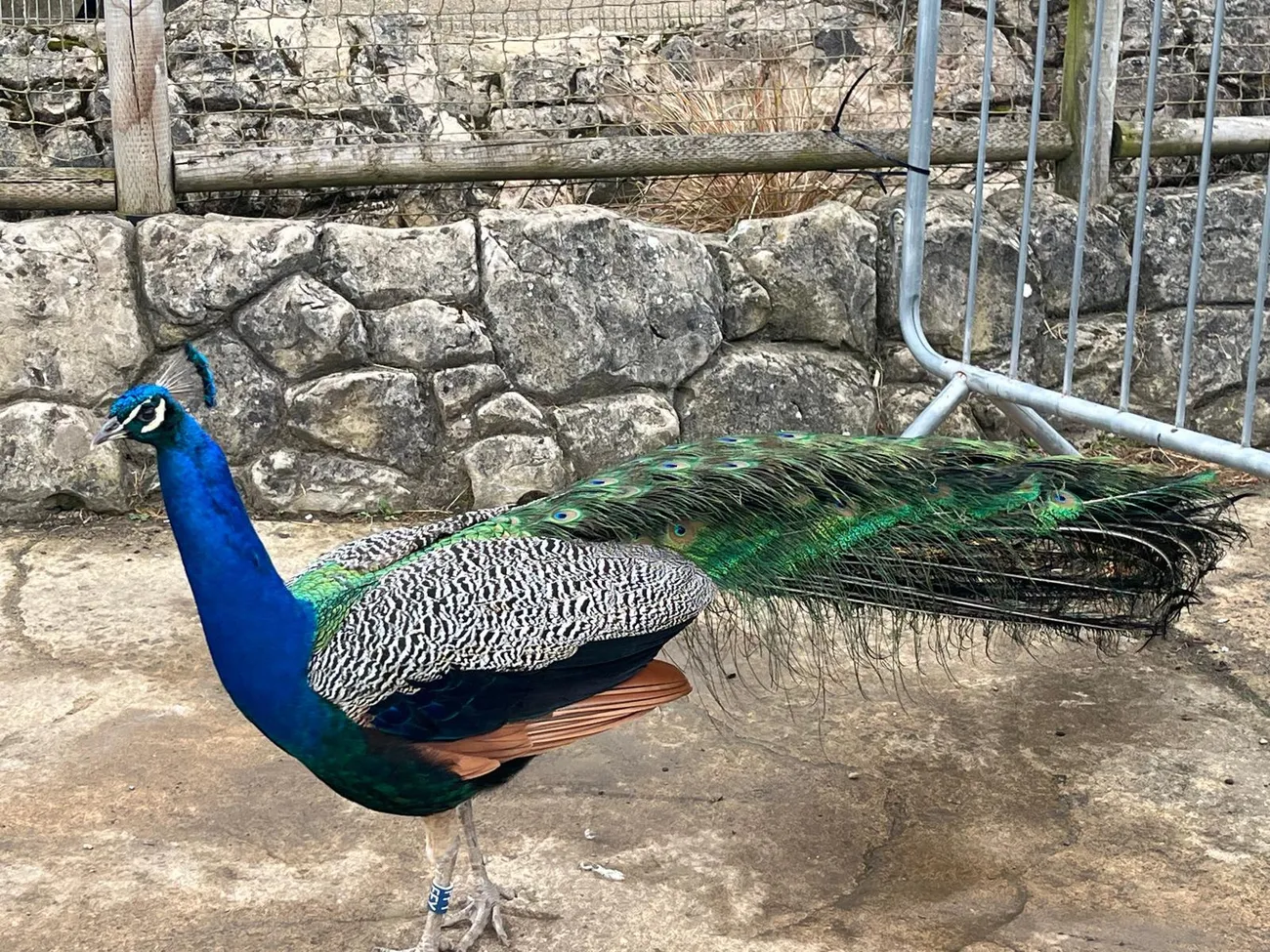 Gallery - created at 2024-06-06 15:03:55 - image 97