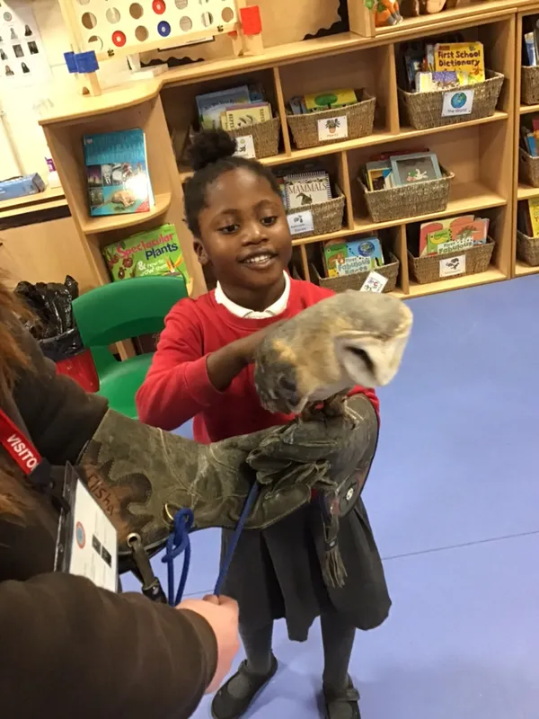 birds of prey year 1 25 - image 24 birds of prey year 1 25 - image 24