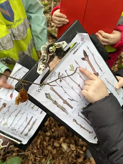 Spring 2024 - 13th March - Acorns - Clay Leaves, Bud Identification, Deciduous and Evergreen, Wild Flowers, Measuring Saplings - image 3 Spring 2024 - 13th March - Acorns - Clay Leaves, Bud Identification, Deciduous and Evergreen, Wild Flowers, Measuring Saplings - image 3