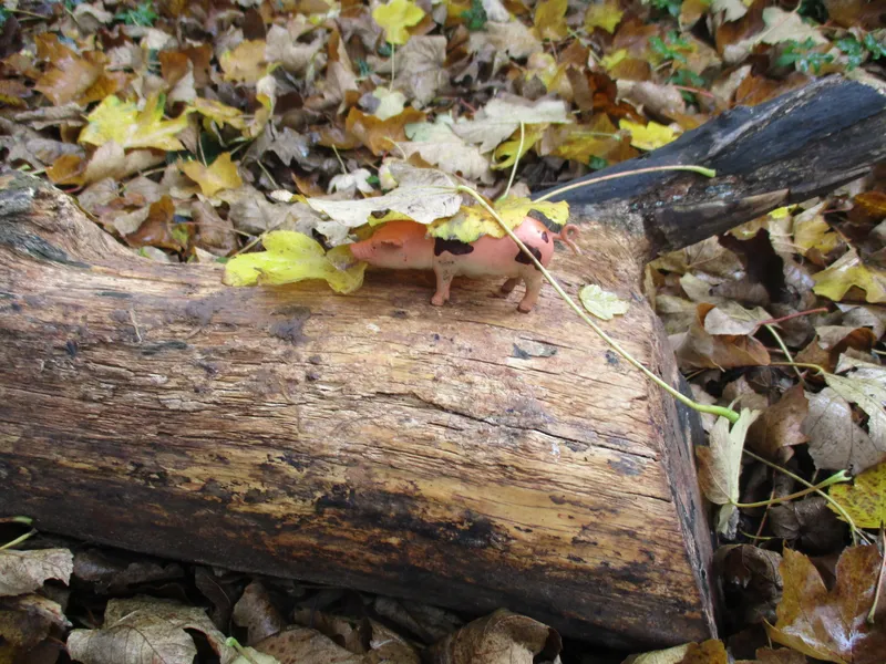 Forest School Fun Year 1 - image 5 Forest School Fun Year 1 - image 5