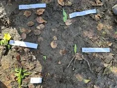 Forest School 44 - image 3 Forest School 44 - image 3