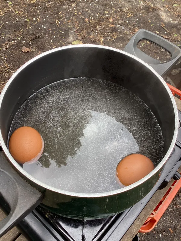 boiled eggs 26 - image 3