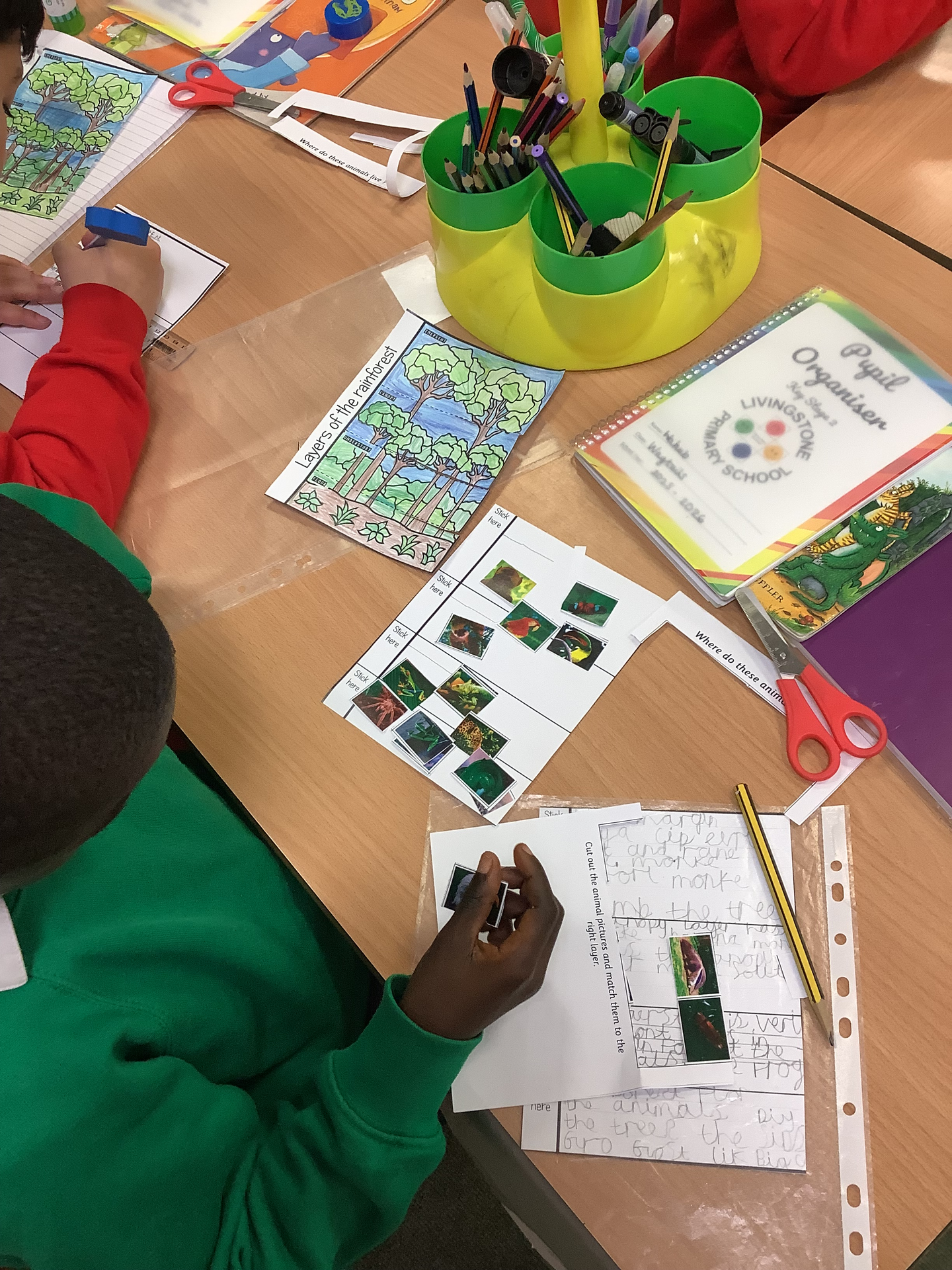 Year Three Rainforest Learning!
