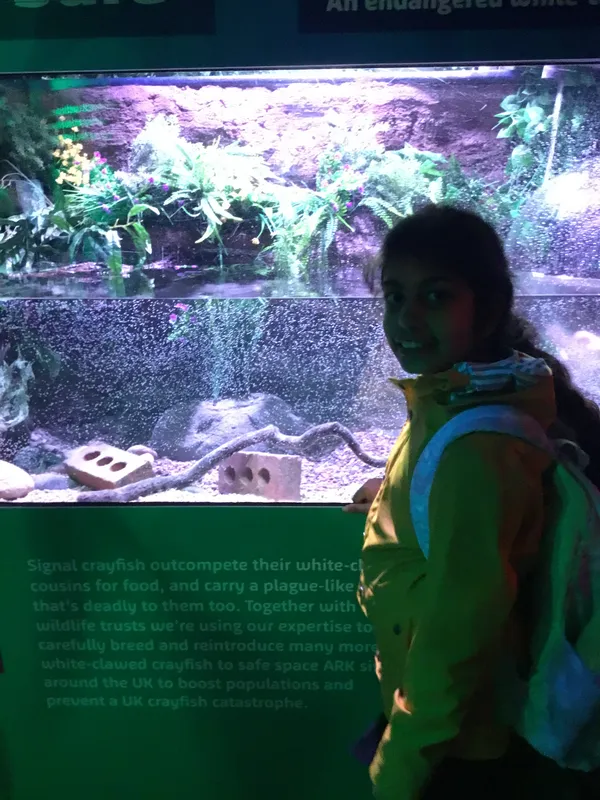 Year 5 Sealife Centre  - image 10