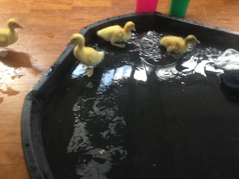 A Date with a Duck 9 - image 2