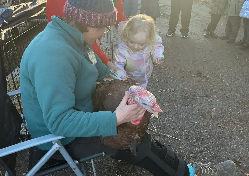 Stella farm on wheels Part 1 - image 53