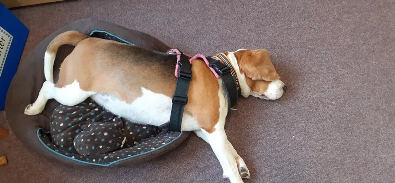 Our School - Bella 2 - image 2