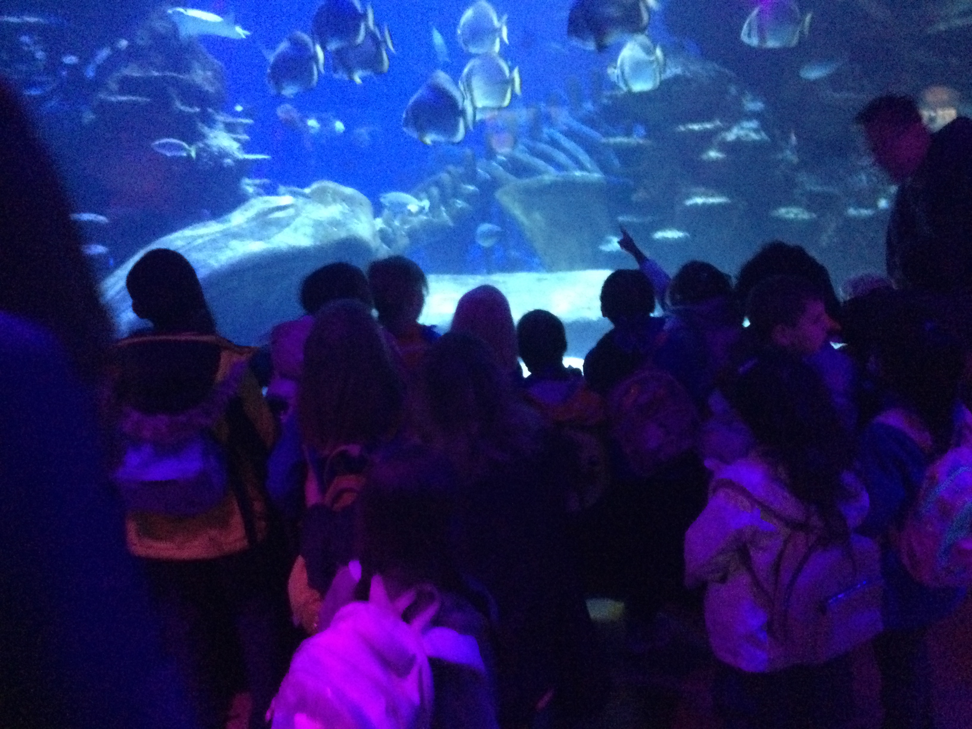 Reception Children's Visit to the Sea Life London Aquarium