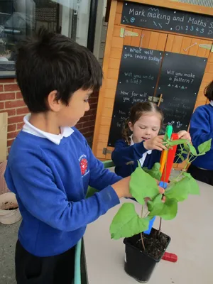 Giant Beanstalks - image 23