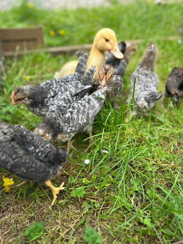 Gallery - created at 2025-06-06 11:32:24 - image 9