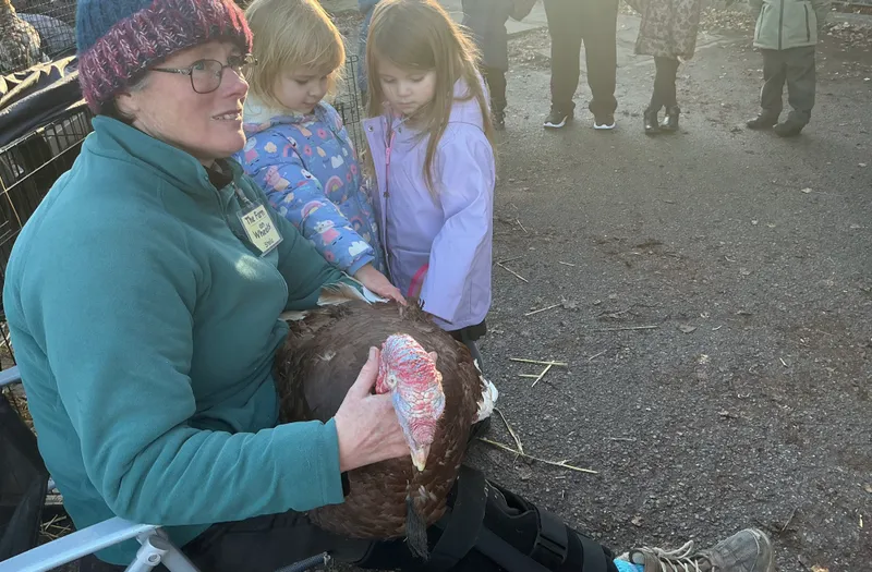 Stella farm on wheels Part 1 - image 52