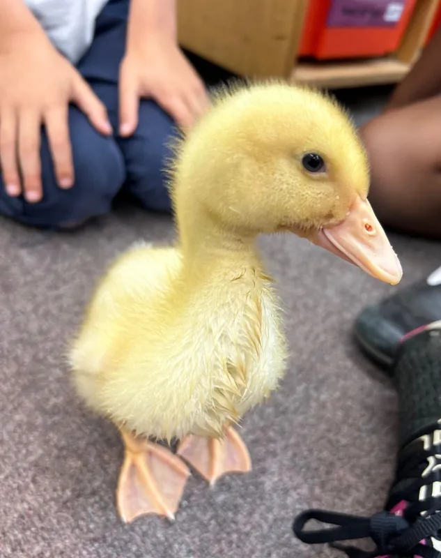 Gallery - created at 2025-06-27 11:32:16 - image 6