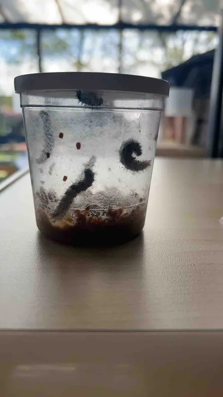 Gallery - created at 2024-06-10 15:20:47 - image 3