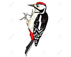 Woodpeckers