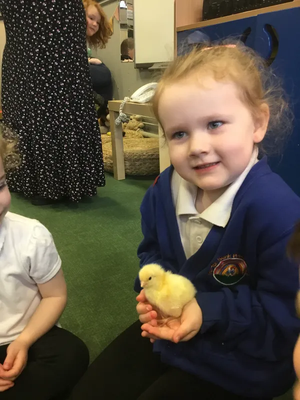 Nursery chicks - image 3
