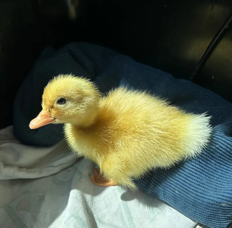 Gallery - created at 2025-06-16 18:31:47 - image 5