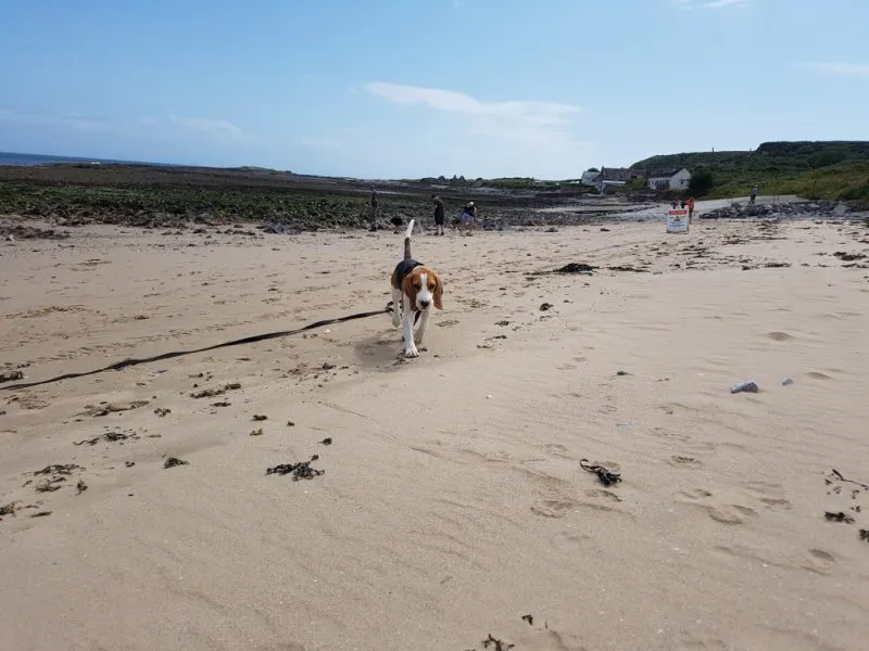 Our School - Bella 8 - image 4